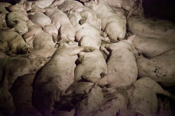 Grower pigs packed in