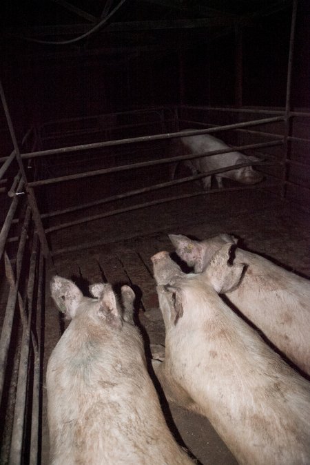 Sows in group housing