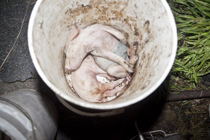 Buckets of dead piglets