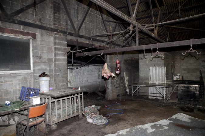 Head and organs hanging in slaughter room