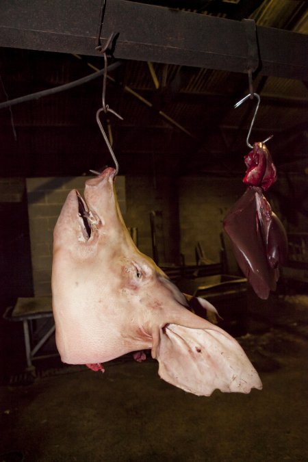 Head and organs hanging in slaughter room