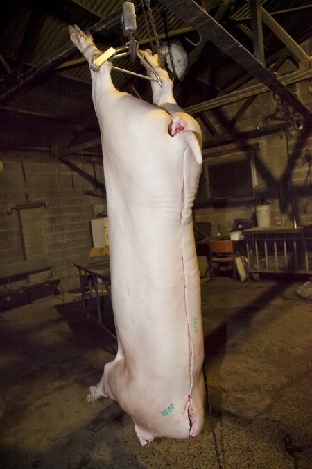 Headless carcass hanging in slaughter room