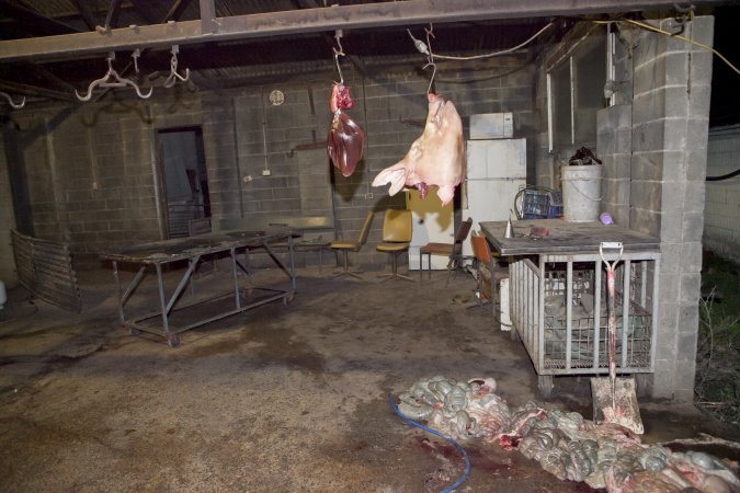 Head and organs hanging in slaughter room