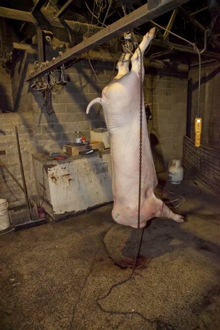 Headless carcass hanging in slaughter room