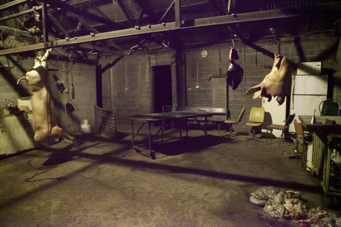 Carcass, head, organs hanging in slaughter room