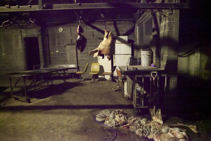 Pig's head and organs hanging in slaughter room