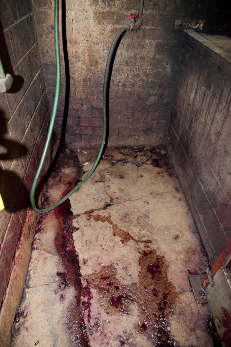 Blood on floor of slaughter room