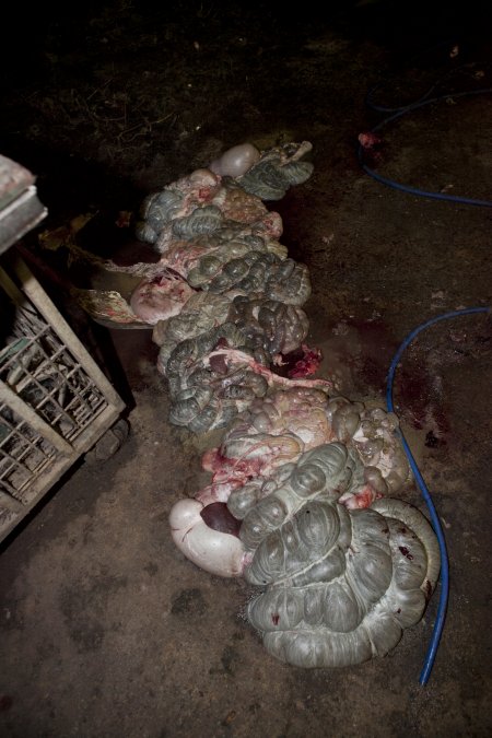 Pig guts spilled over floor of slaughter room