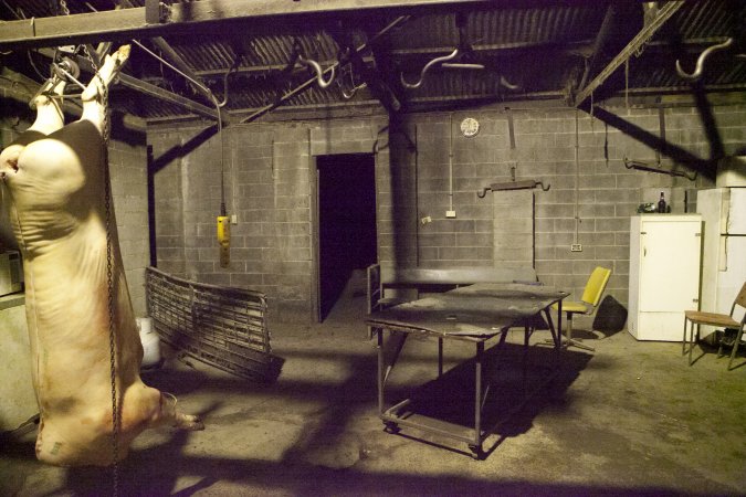 Pig carcass hanging in slaughter room