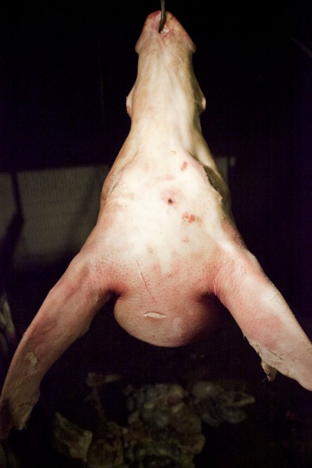 Pig's head hanging on hook in slaughter room