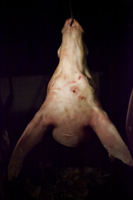 Pig's head hanging on hook in slaughter room