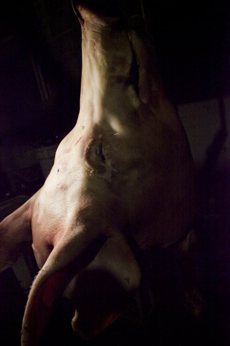 Pig's head hanging on hook in slaughter room