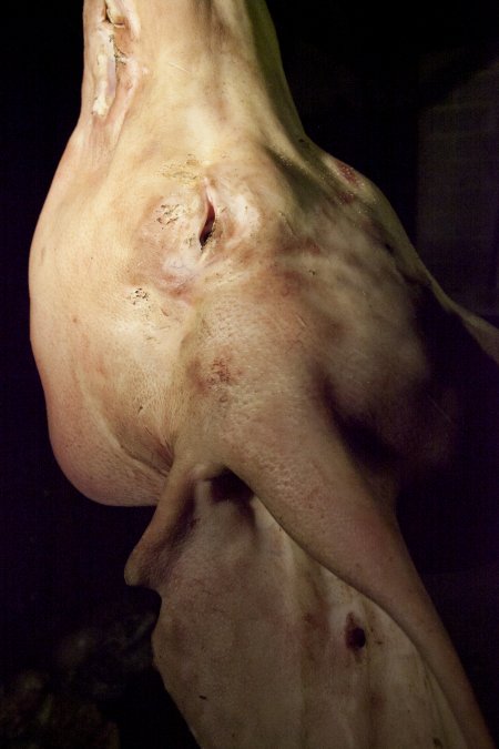 Pig's head hanging on hook in slaughter room