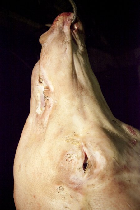 Pig's head hanging on hook in slaughter room