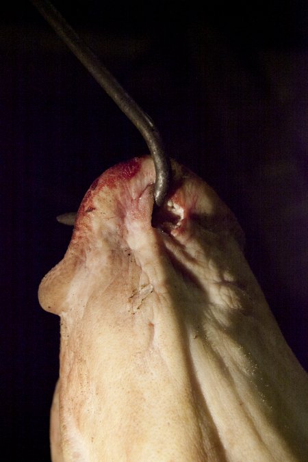 Pig's head hanging on hook in slaughter room