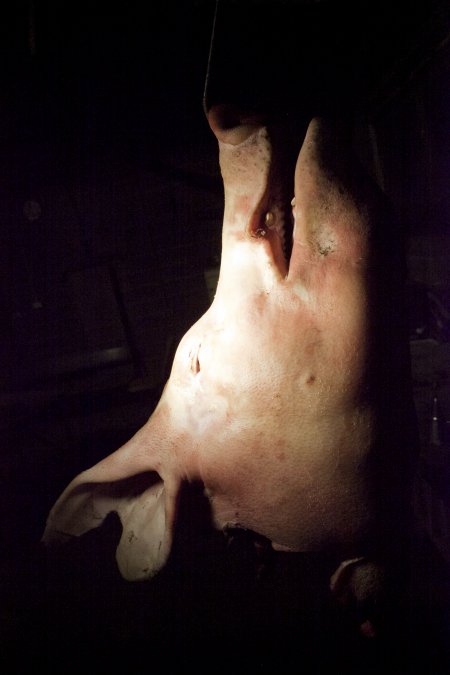 Pig's head hanging on hook in slaughter room