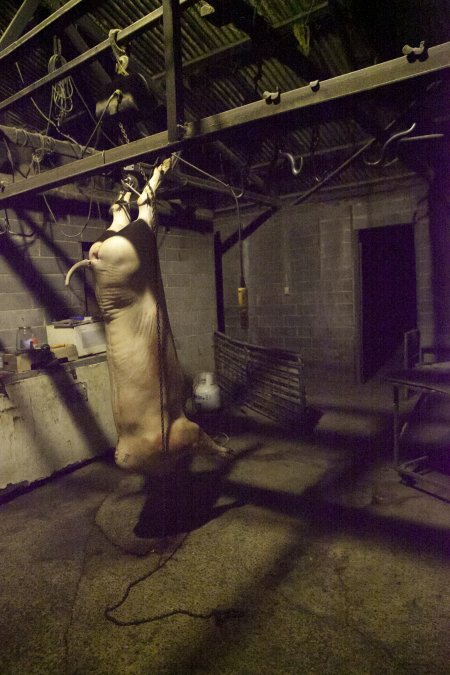 Pig carcass hanging from hook in slaughter room