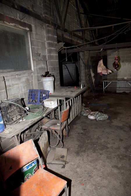 Pig's head and organs hanging in slaughter room