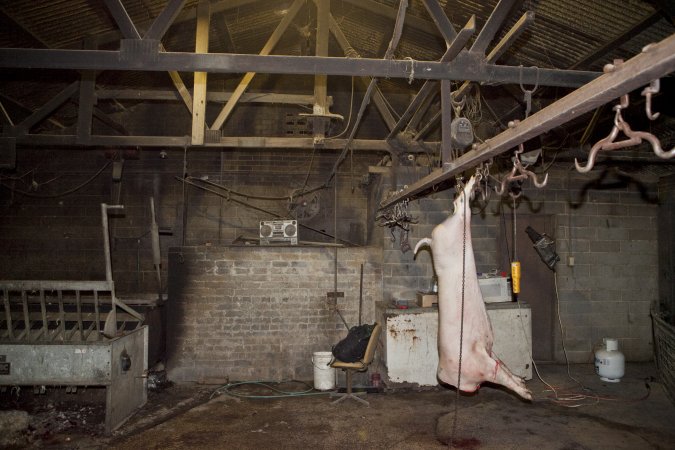 Pig carcass hanging from hook in slaughter room