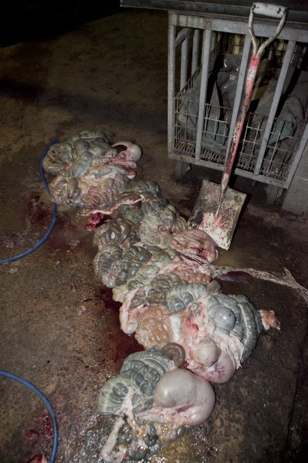 Guts spilled over floor of slaughter room