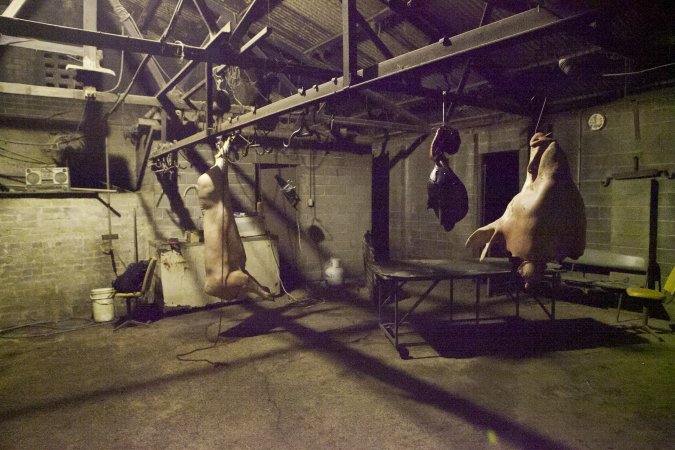 Pig's head, organs and carcass hanging in slaughter room