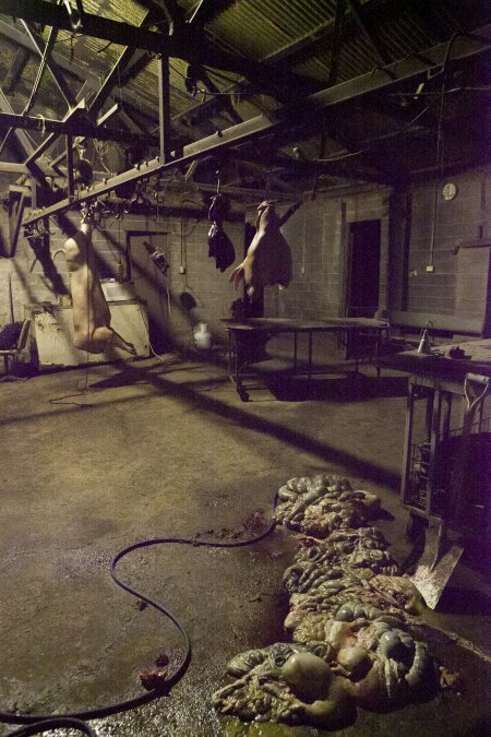 Pig's head, organs and carcass hanging in slaughter room