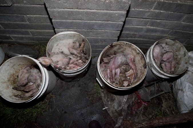 Buckets of dead piglets