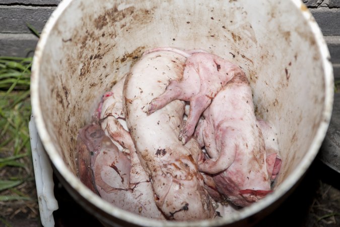 Buckets of dead piglets