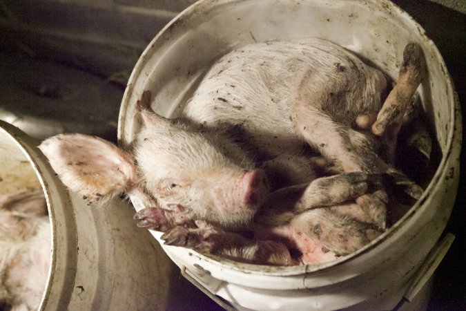 Buckets of dead piglets