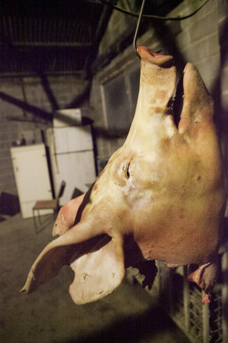 Pig's head hanging on hook in slaughterhouse
