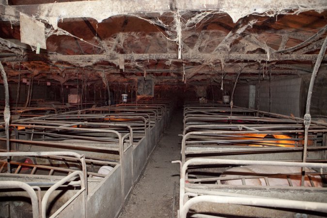 Looking down aisle of farrowing shed