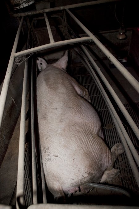 Pregnant sow in crate