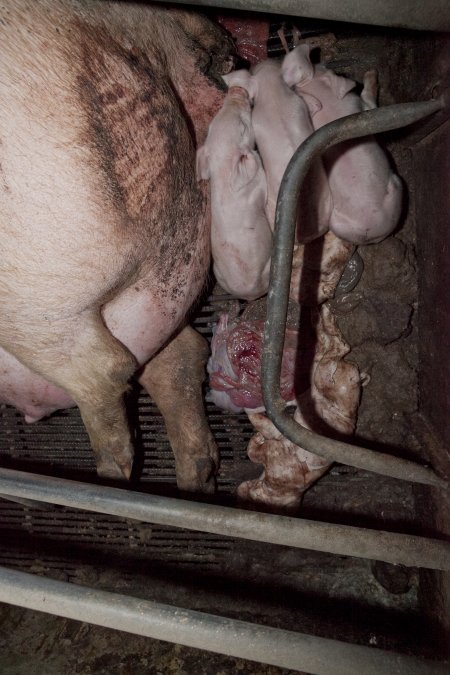 Stillborn piglets