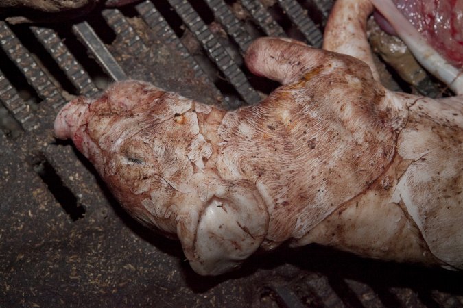 Dead piglet in crate