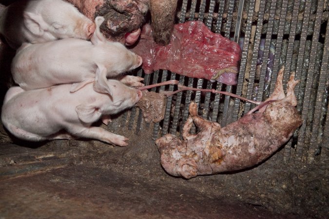 Dead piglet in crate