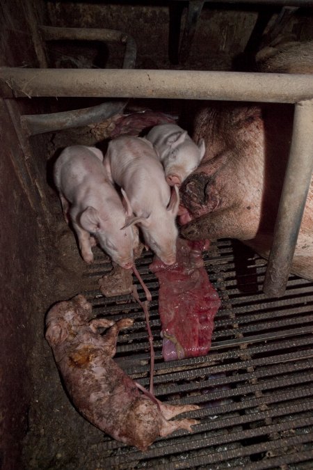 Stillborn piglet in crate