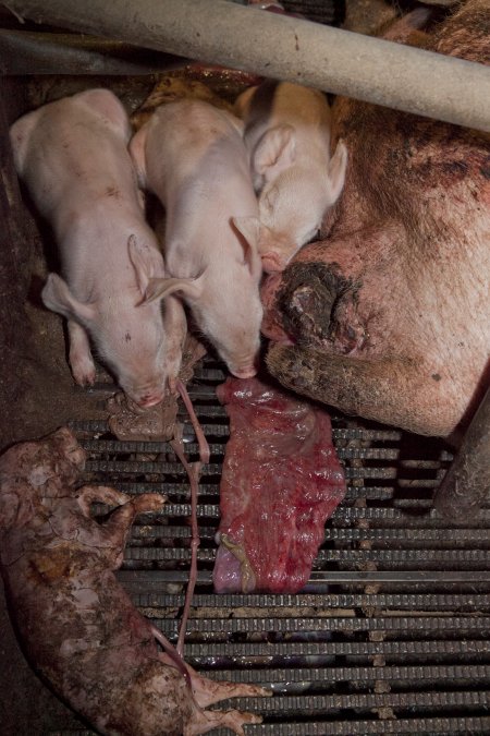 Stillborn piglets in crate