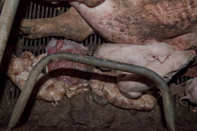 Stillborn piglets in crate