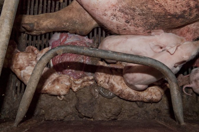 Stillborn piglets in crate