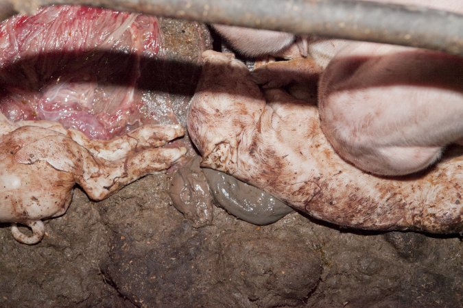 Stillborn piglets in crate