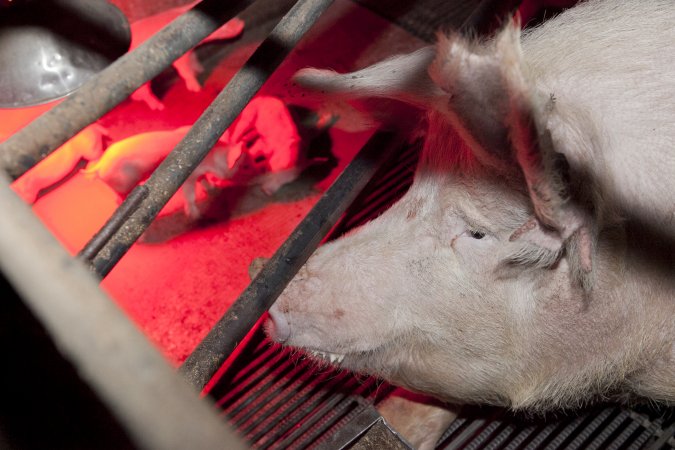 Sow in crate with piglets