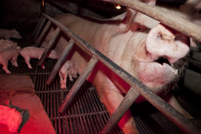 Sow in crate with piglets