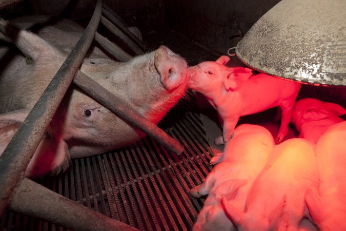 Sow in crate with piglets