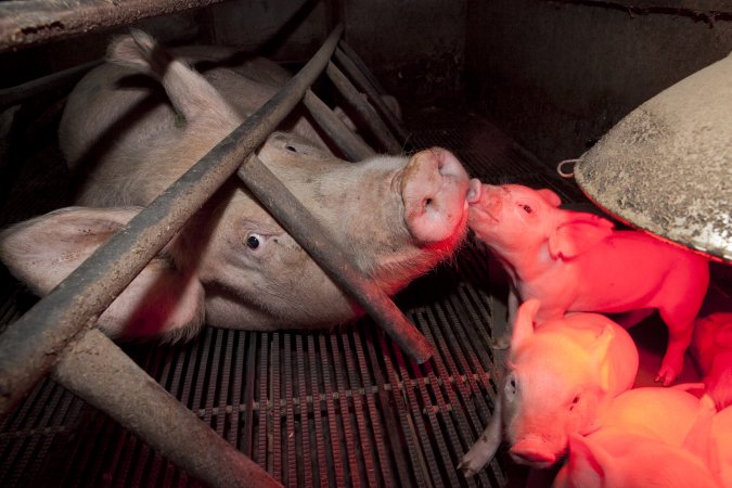 Sow in crate with piglets