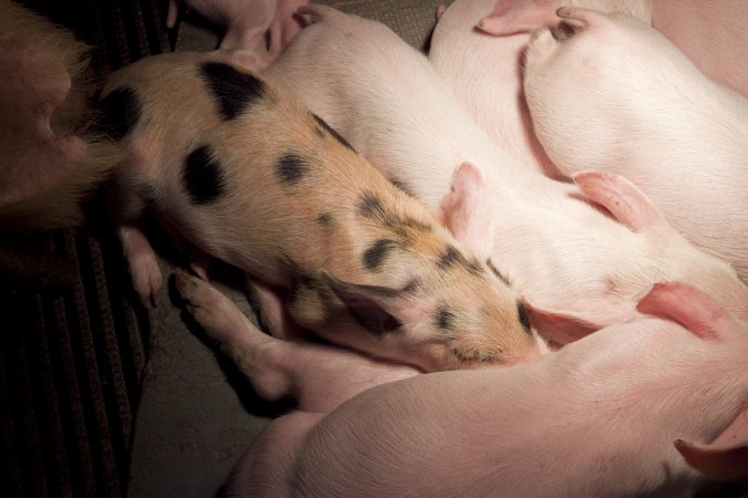 Piglets in crate