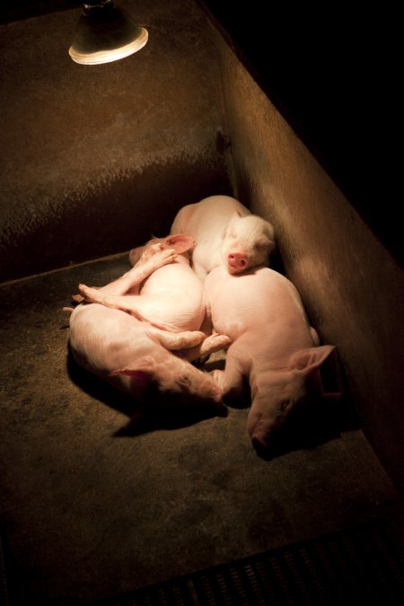 Piglets in corner of crate