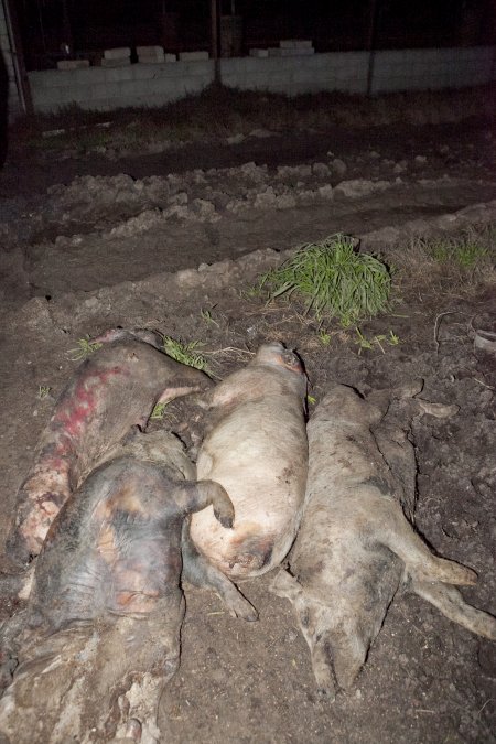 Dead pigs outside