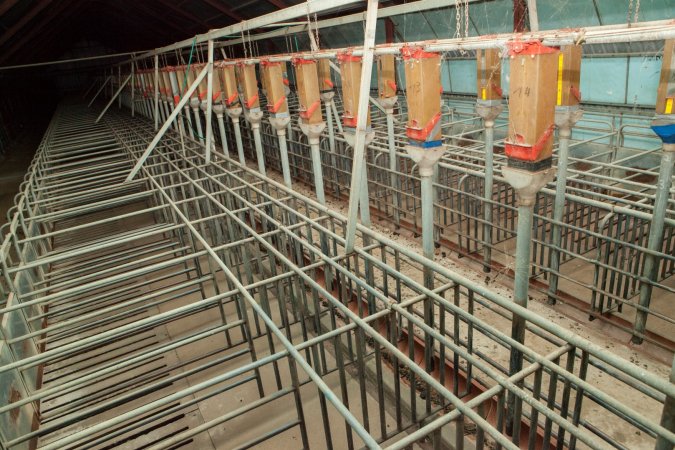 Empty sow stall shed