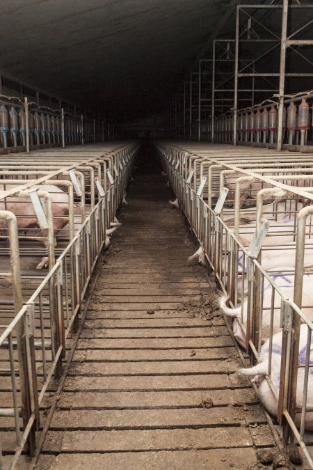 Looking down aisle between back of sow stalls