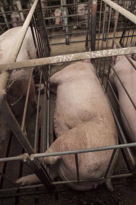 Sore foot written on bar of sow stall